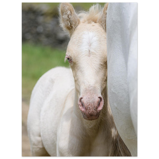 Frankie as a foal